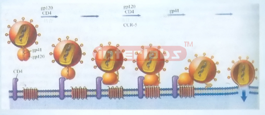 VIRUS ENTERING HUMAN CELL CEMORSTRATION MODEL